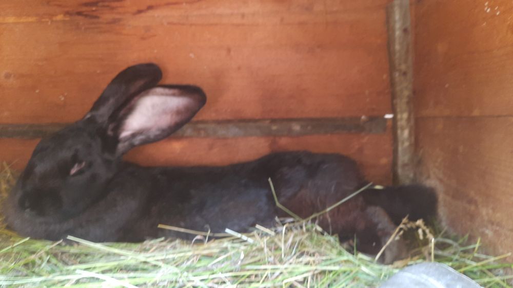 Se vand doar cei negrii si iepuroica