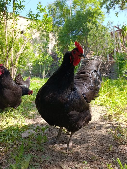 Австролорп зотли гўшт ва тухум йўналишидаги товуқ жўжалари сотилади