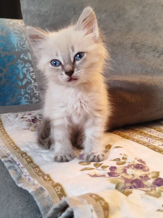 Отдаём котяту добрые руки