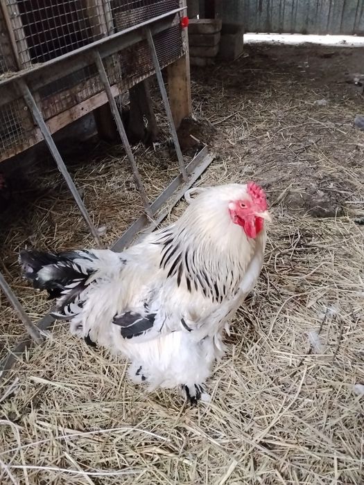 Продам Петухов Белая Брама