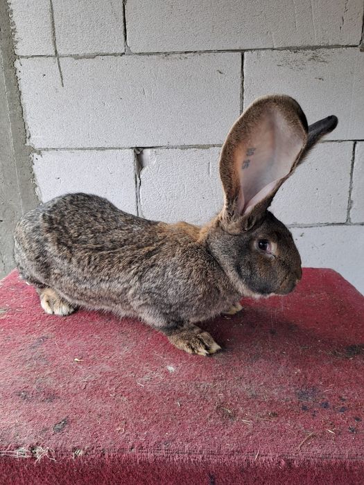 Femela uriaș german gri