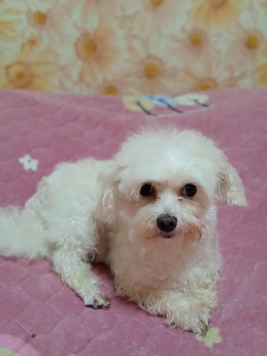 Продам мальтийкую болонку.