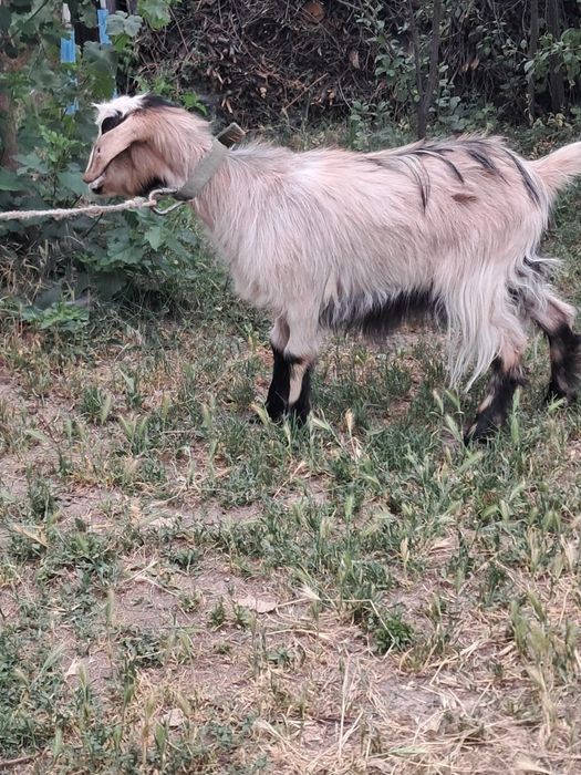 Продам козочку 9 месяцев