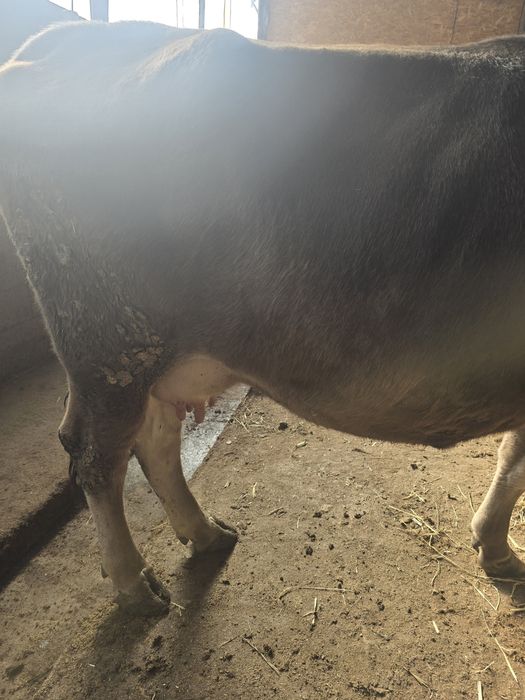 Буаз сиыр сатылады