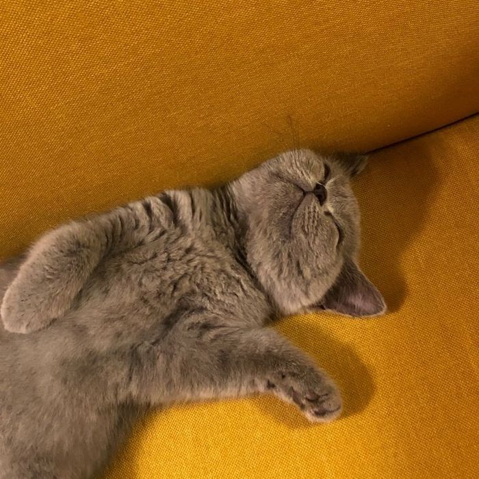 Британская кошка