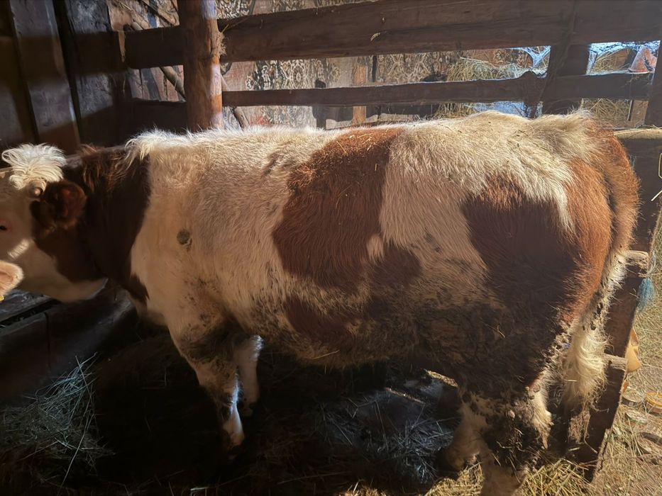 Продам быка на племя, симментал упитанный