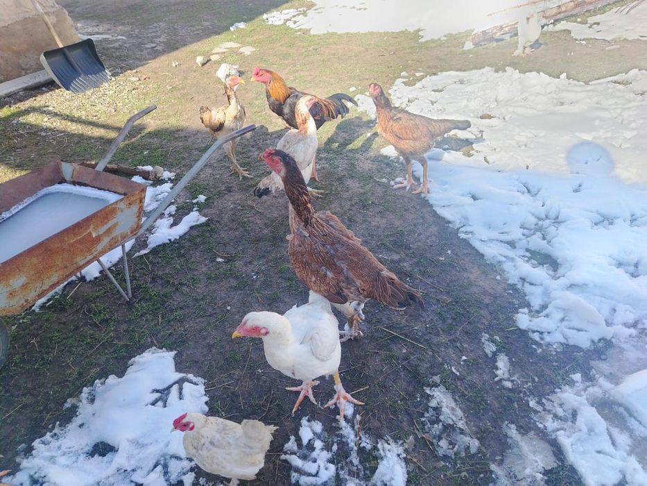 Дакан тауық қораз