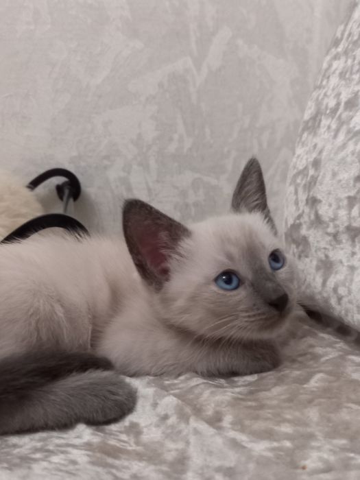 Котенок Девочка, 2 месяца