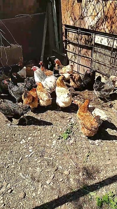 Курицы в мае будет год им