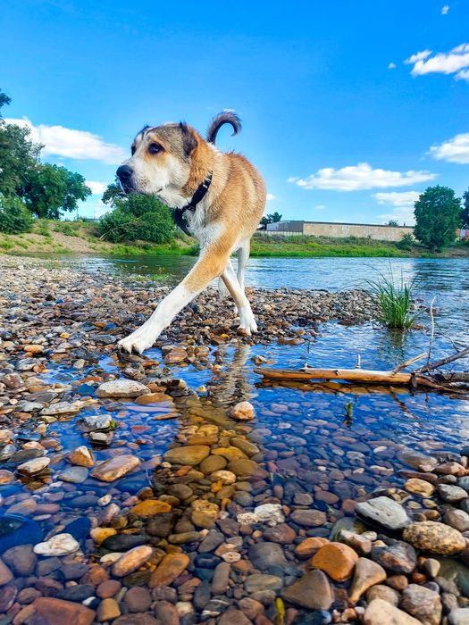 Молодой алабай для вязки