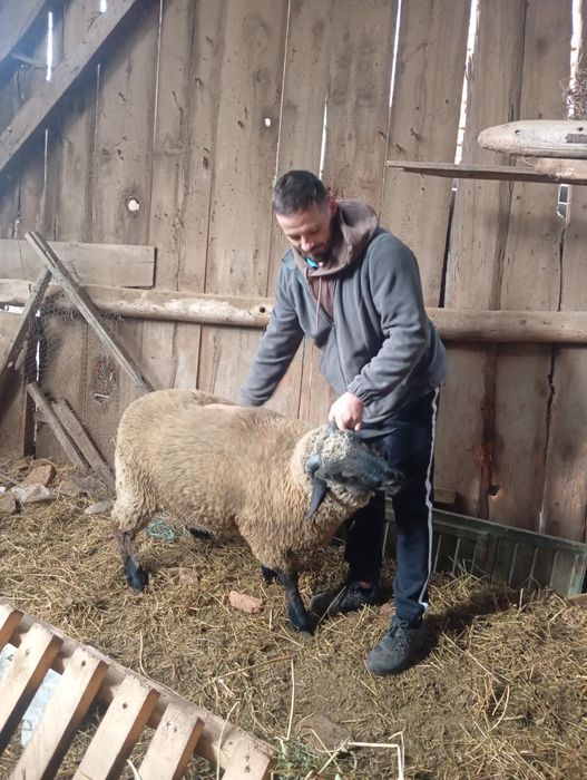 Vând sau schimb berbec metis sulfok