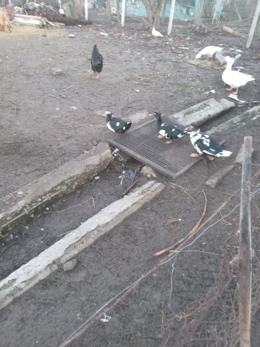 Vand rate  si ratoi lesesc .