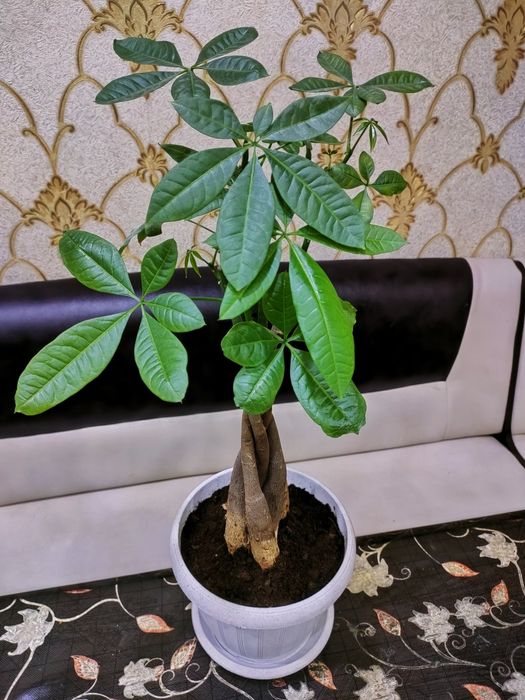 Комнатные растения. Доставка