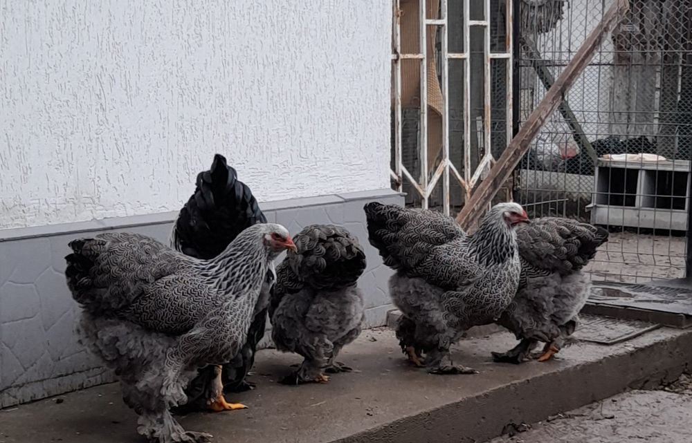 ‼️‼️Oua Brahma pentru incubat‼️‼️