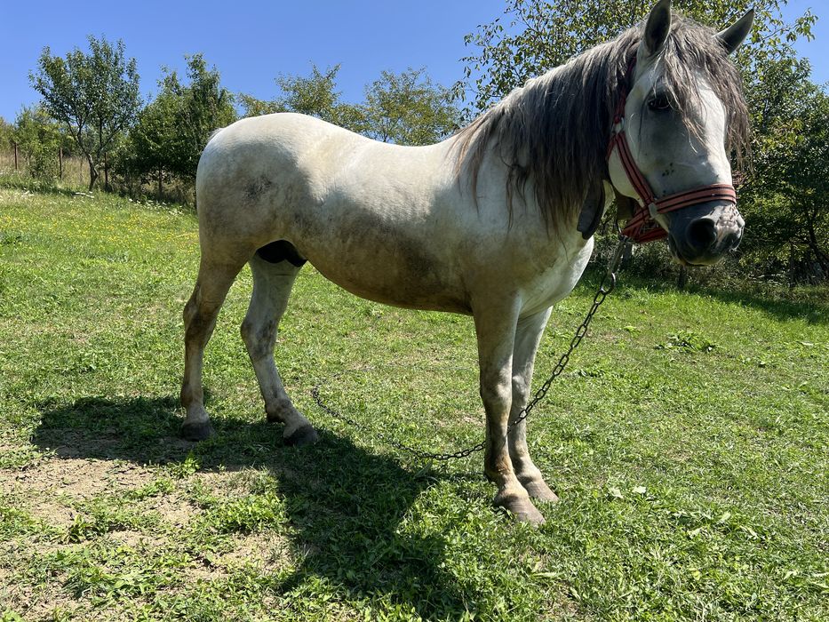Cal , armasar de 3 ani cu pasaport de vanzare