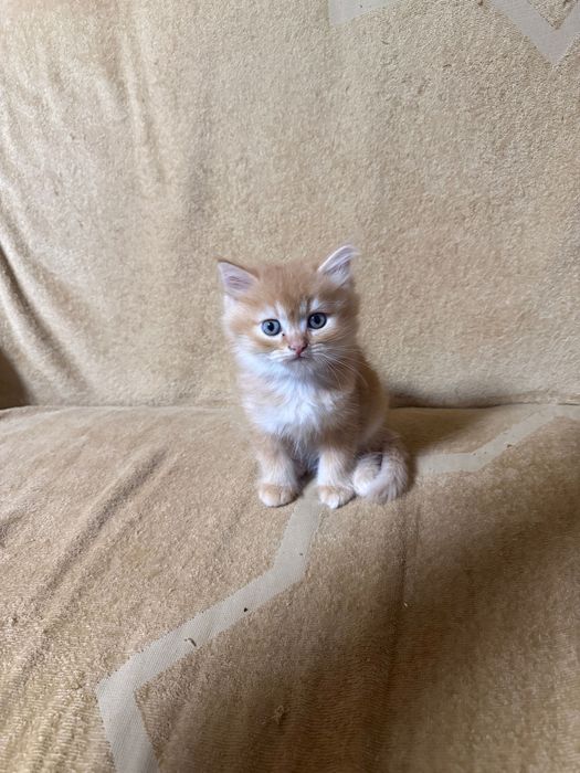 Продаются котята