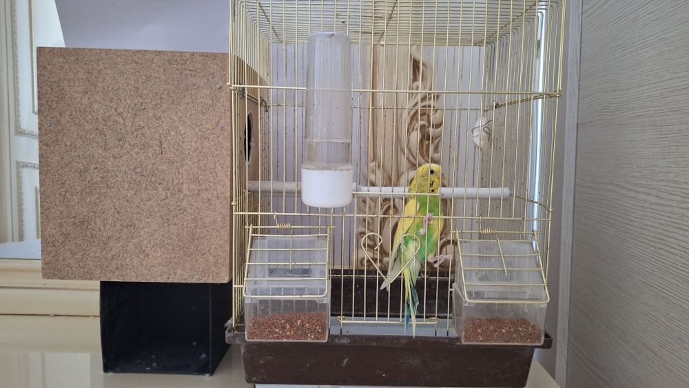 Попугай сатылады