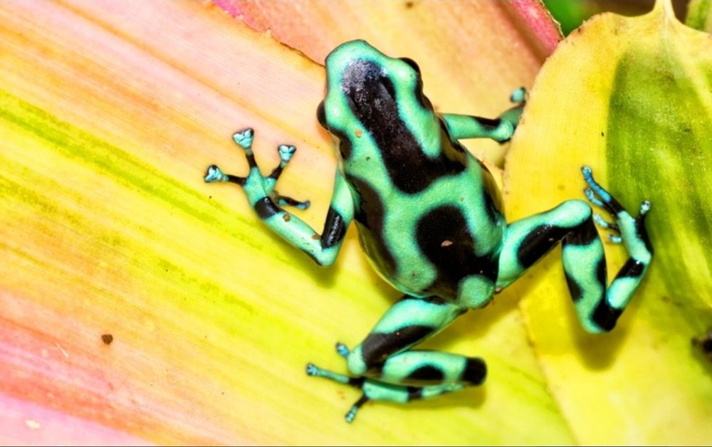 Dart frogs/broaste dendrobates