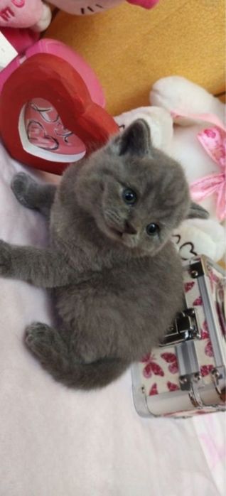 Самые нежные британчики