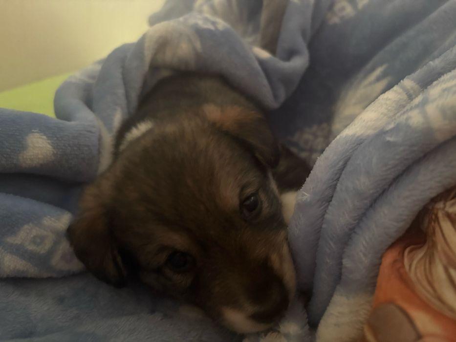 Ищет дом маленькое счастье!