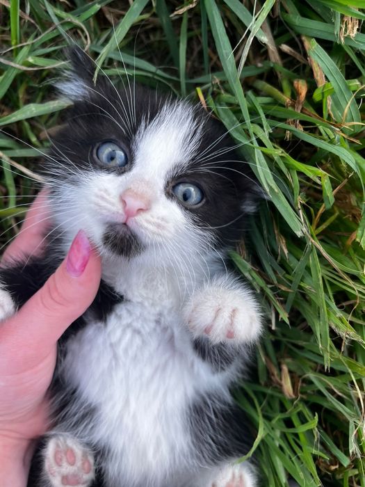 Котята ищут дом родились 20 апреля две девочки, один мальчик