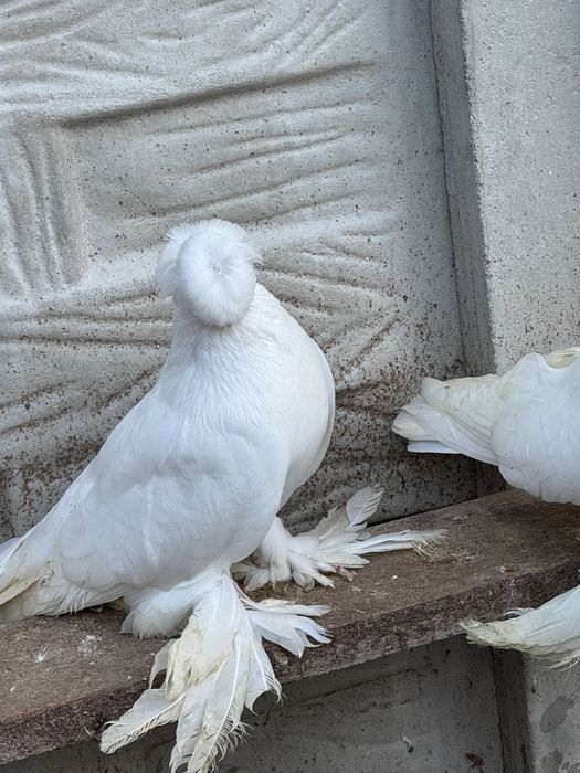 Jucatori de Botosani