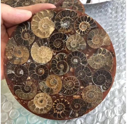 амонит амонитна плоча 115мм