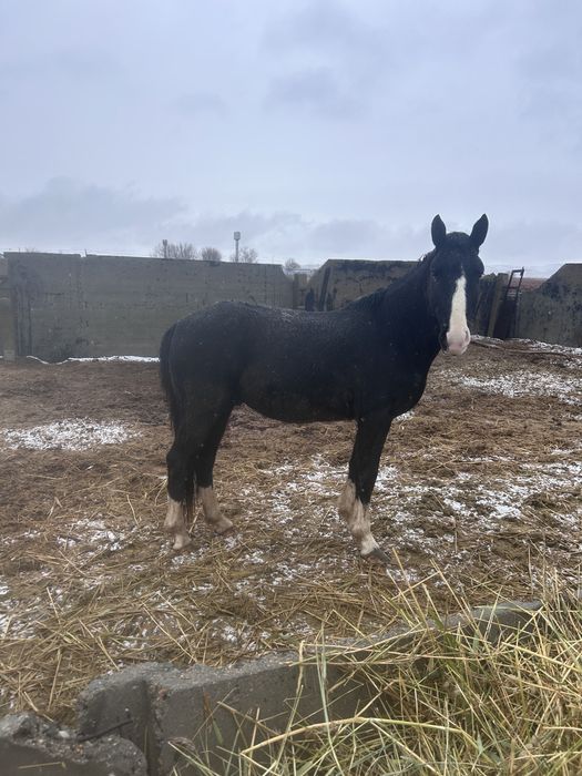 Сатылады Бесқасқа Айғыр 4 жасар