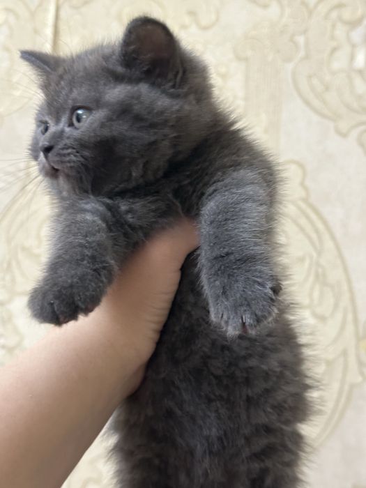 Ласковые умные милые котята