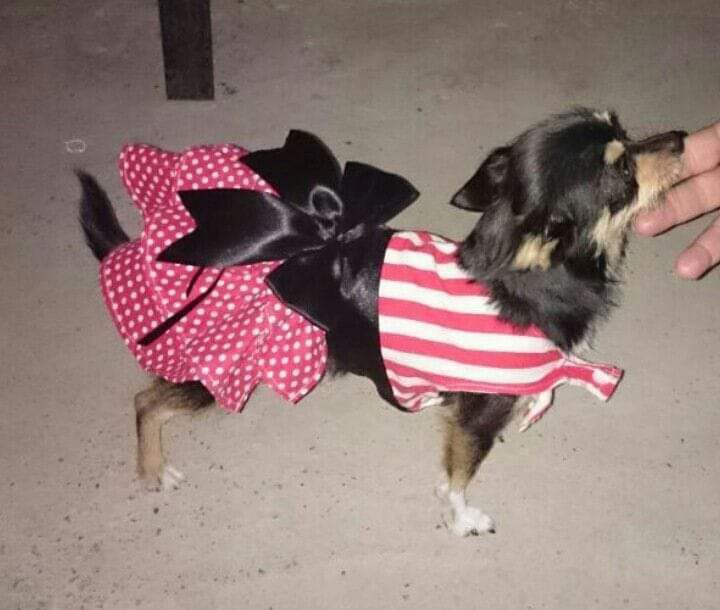 мини чихуахуа (девочка)