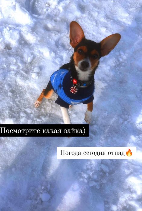 Продам щенка пинчера