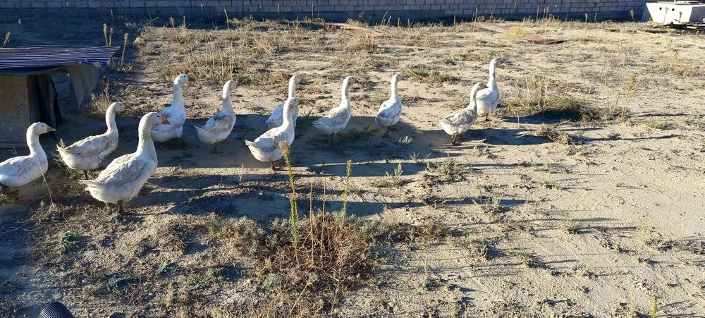 Продаю гусей 9 шт