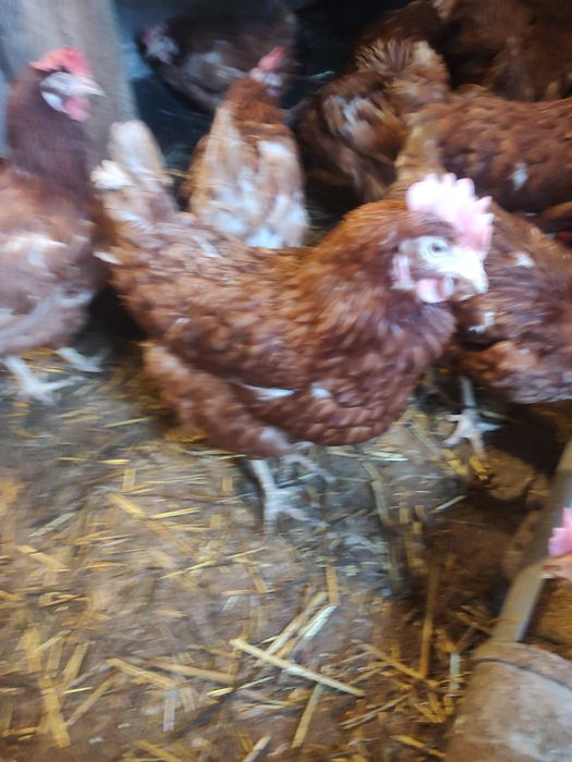 Vând găini ouătoare și ouă