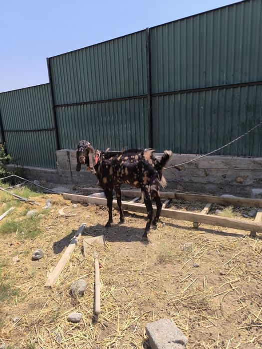 Битал теке козел