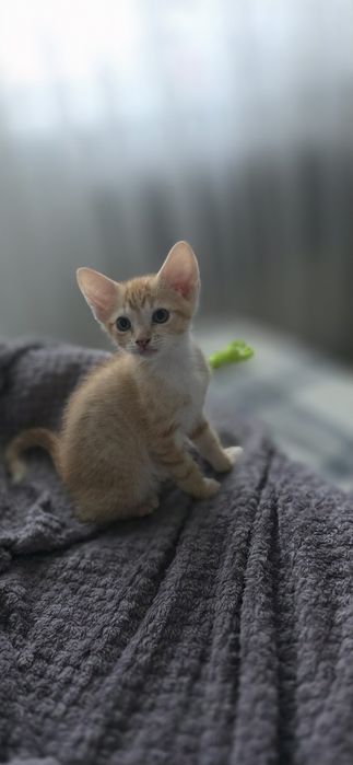 Продам котят два мальчика