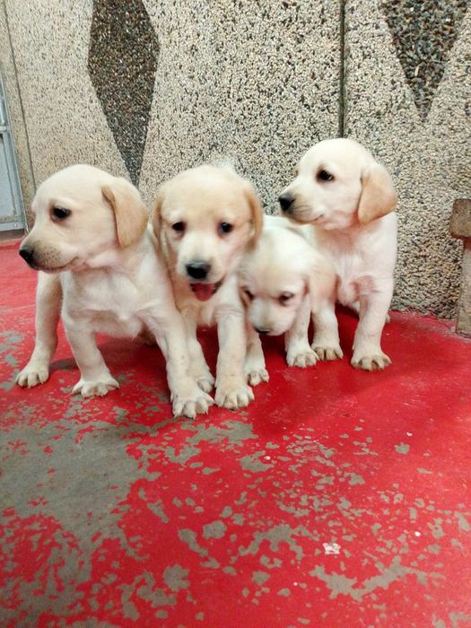 Лабрадор ретривър