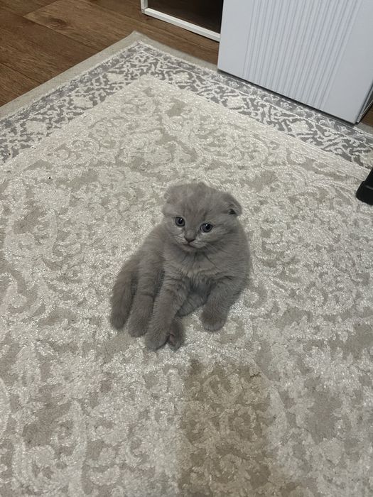 Продается шикарная шотландка