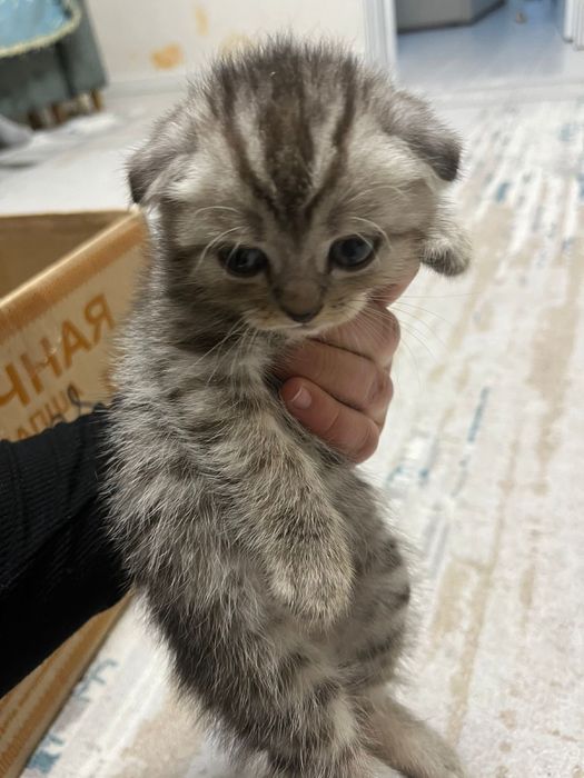 Котята британцы шотландцы