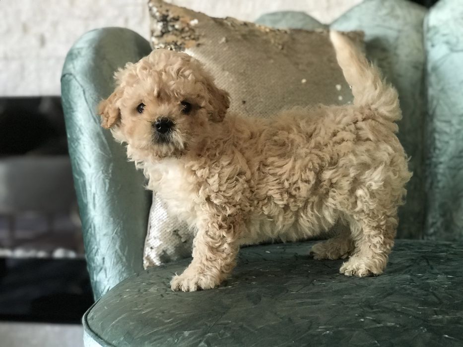 Pudel apricot mini-toy