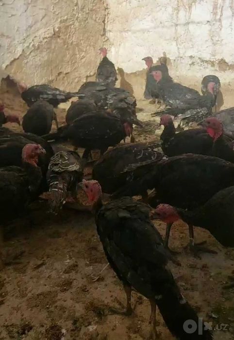 куркалар сотилади 180минг