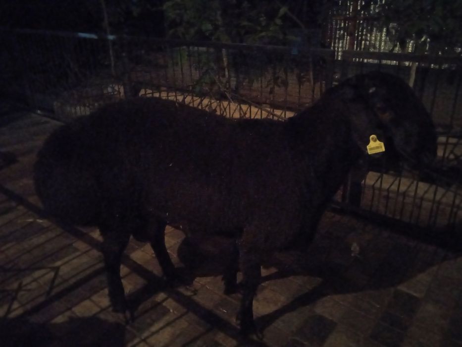 Qoylar sotiladi halol boqilgan sifatli qoylar