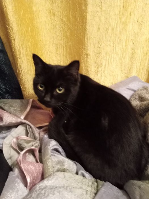 Кошечка в хорошии руки крысыловка