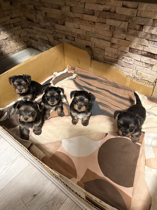 Мини Йоркширски териер