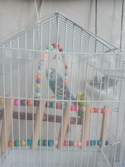 Продам попугаев с клеткой