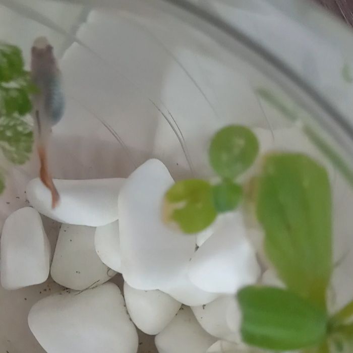 Vând guppy adulți și tineret și puiet