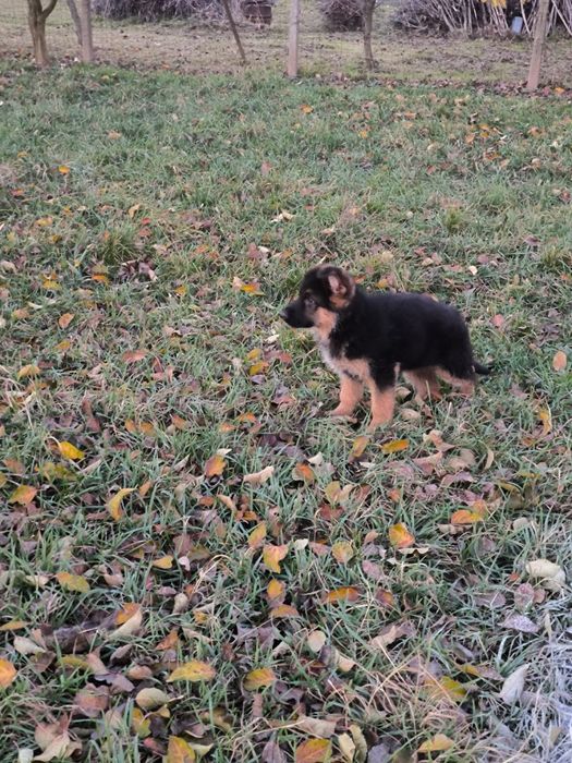 Pui de ciobanesc german cu pedigre.