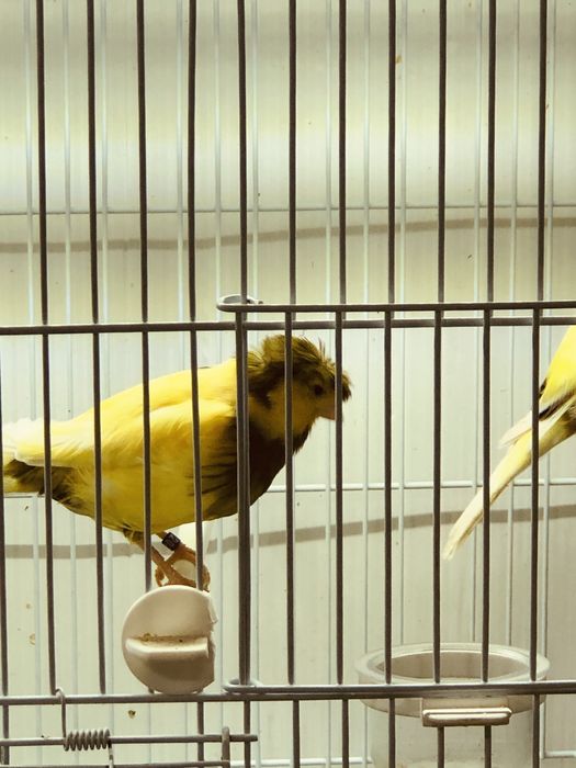 Canari pui de anul acesta