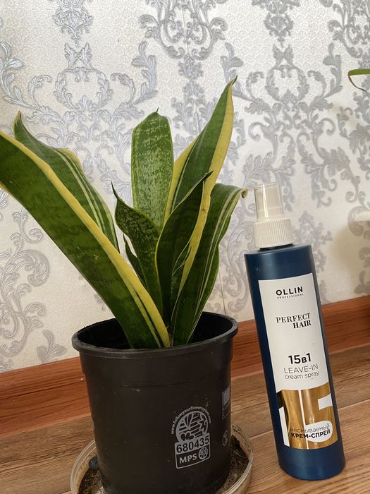 Цветы комнатные