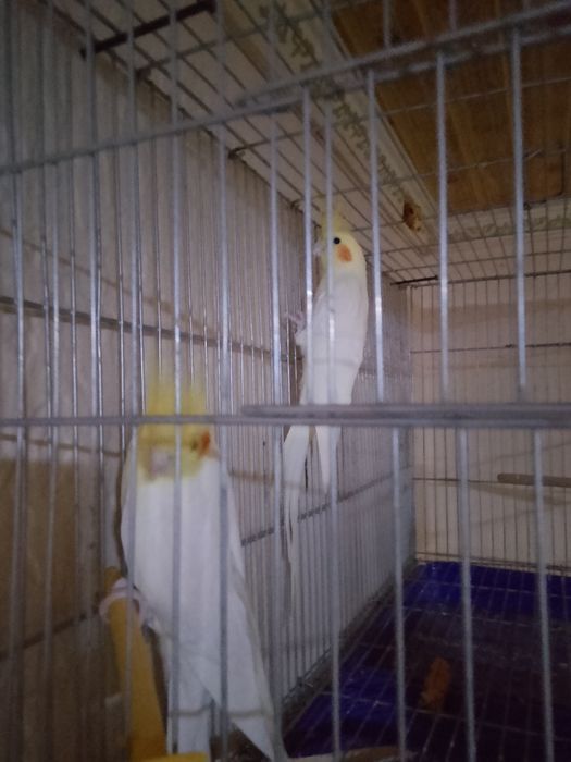 Карелла пара 25000 тг