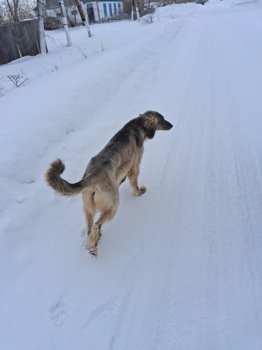 Казахский тазы охотничья